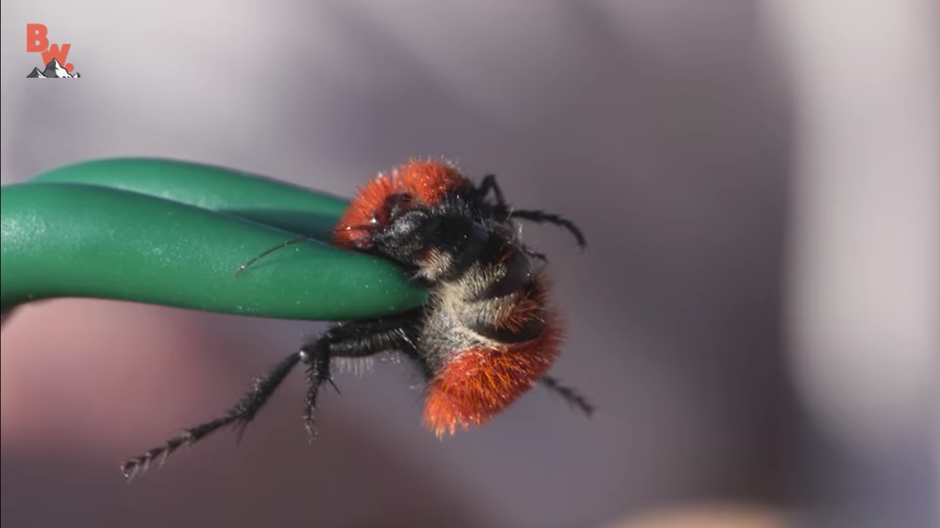 Watch A ‘Cow Killer’ Velvet Ant Sting A Guy For Science