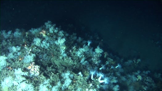A teeming deep sea coral reef photographed from the sub. All of structure-forming deep sea corals are branching, rather than the familiar boulder-like shallow water reefs. "As they get bigger, they die on the bottom," explains researcher Sandra Brooke. "You end up with a big mound of dead coral all filled in with sediment with an outer layer of live colonies resembling a big thicket of branches."