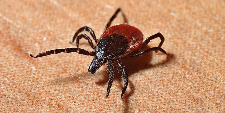 Lyme disease is thriving thanks to climate change