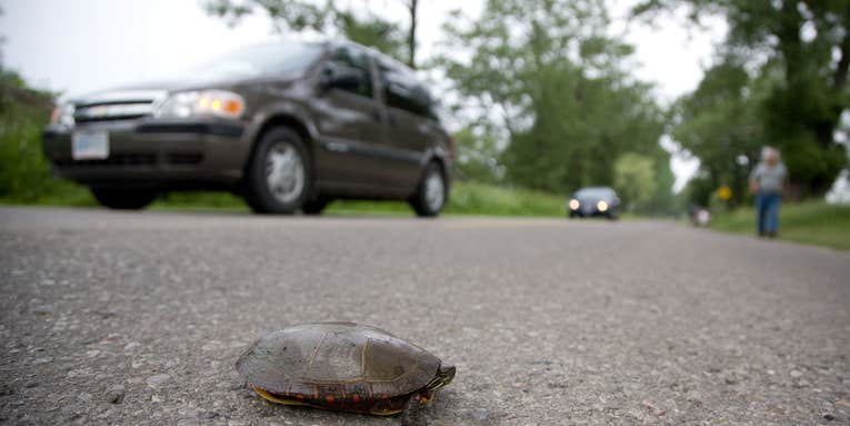 How one community rallied to save turtles from becoming roadkill