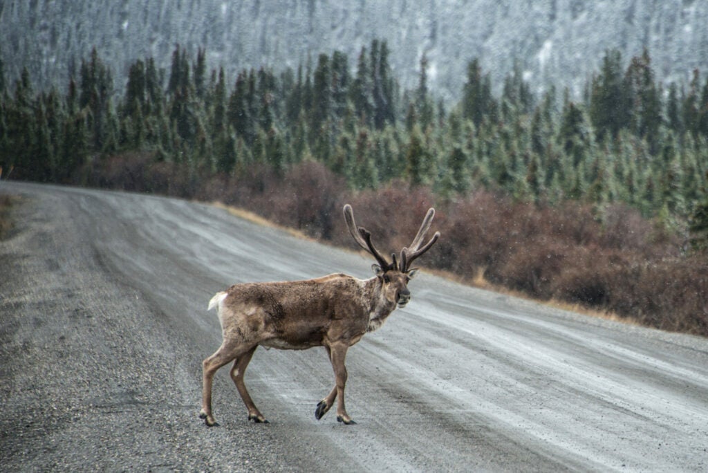 Caribou crossing the road