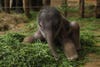 This baby elephant, only three days old, resides in the Berlin Zoo. But he doesn't have a name yet! Ridiculous! We did some <a href="http://german.about.com/library/blhunde01.htm">Googling</a> and came up with a few suggestions: