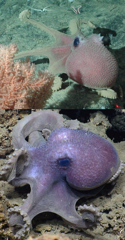 octopus comparison