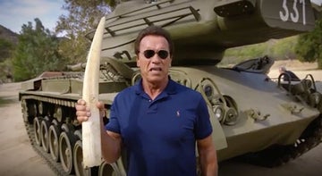 Arnold Schwarzenegger has on his most menacing snarl for this <a href="https://www.youtube.com/watch?v=YuaxzgNX1bI">new video</a> from the Wildlife Conservation Society's <a href="http://www.96elephants.org/">96 Elephants</a> campaign, named after the 96 elephants poached on average in Africa each day. "Hey, stop killing 96 elephants everyday just because of this ivory," says Schwarzenegger before blowing apart an ivory tusk rigged with explosives. Message received.
