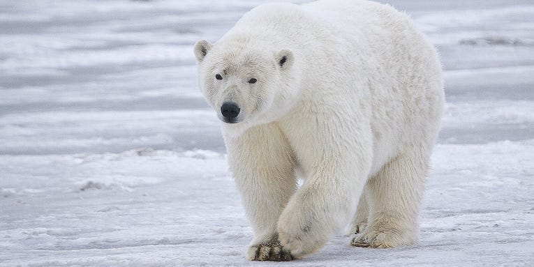 Toxic mercury levels are actually declining in Alaskan polar bears—but that’s not as great as it sounds