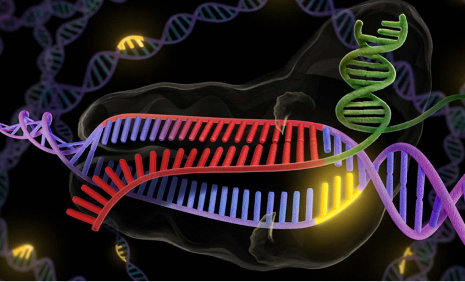 Improved Version Of CRISPR Gene Editing Tool Eliminates Errors