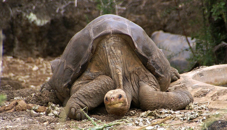 The Preservation Of Lonesome George