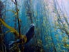 This ghostly photo of a harbor seal, snapped at a kelp forest at Cortes bank near San Diego, took the grand prize in the competition, and for good reason. Look at that seal! It's like a hyper-stylized movie with a marine setting. Kudos and congrats to Kyle McBurnie of California.