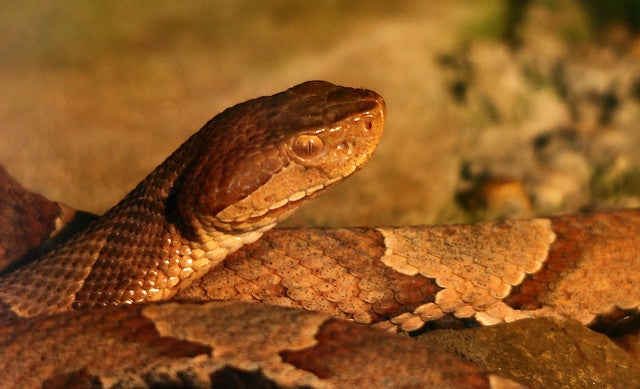 Rising temperatures are opening new territories for venomous  creatures—including your backyard