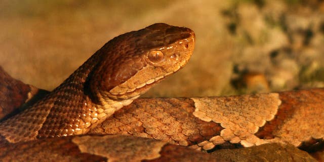 Rising temperatures are opening new territories for venomous creatures—including your backyard
