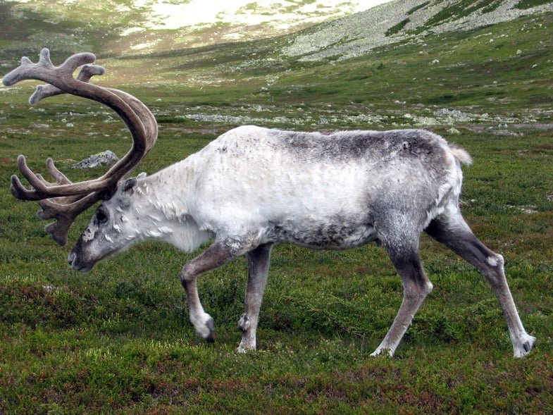 The Science Behind Reindeer’s Color-Changing Eyes