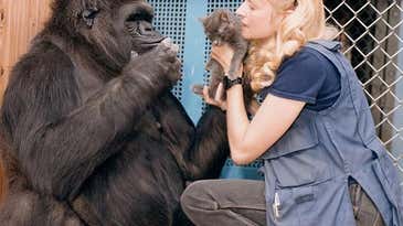 Koko, the beloved gorilla who communicated through sign-language, dies at age 46