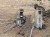 It can be hard enough to get grown adults to work together. But vervet monkeys are putting us human primates to shame. In a study back in March, <a href="http://www.cell.com/current-biology/retrieve/pii/S0960982213002108">researchers</a> had these monkeys play a game called forbidden circle--at least that's what the researchers called it. This game presented a social dilemma, which required coordination between dominant and lesser-ranking monkeys. The lesser-ranking female was trained to open a container of food, but she would only do so when every dominant monkey was no longer within the so-called forbidden circle. After trial and error, the dominants learned to cooperate through individual learning and patience, benefitting dominant and lesser-ranking monkeys alike.
