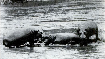 April 1961: Popular Science Suggests Eating Hippopotamuses