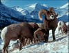 Scientists first documented same-sex sexual behavior in Rocky Mountain bighorn sheep in 1974. Both bighorn and thinhorn males frequently mount other rams during the rut, and the latter achieves full anal penetration and probably orgasm. In fact, females must "mimic" males to mate with them, Bruce Begemihl writes in <em>Biological Exuberance.</em> Around 8 percent of domesticated rams mate only with other males, according to a recent <a href="http://www.sciencedirect.com/science/article/pii/S0091302211000021">review</a> of studies by researchers at Oregon Health &amp; Science University, and today domesticated sheep are the only mammals other than humans known to exhibit exclusive same-sex preferences. (They're among the only animals one might get away with calling gay, a term that scientists understandably avoid when discussing non-human animals. The review authors referred to the rams as "male-oriented.") The domesticated rams are providing a mammalian model to study the paradox of same-sex partner preference. "The challenge for future research will be to construct an integrated picture of how hormones, genes, and experience shape sexual partner preference," the study authors wrote.