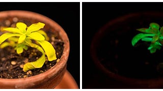 Glowing Plants Now Up For Auction