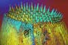 Gallery: This Year&#8217;s Most Amazing Microscopic Photography