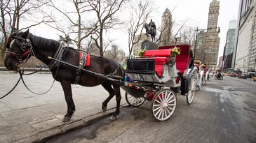 New York City’s Carriage Horses May Soon Get Microchip Implants