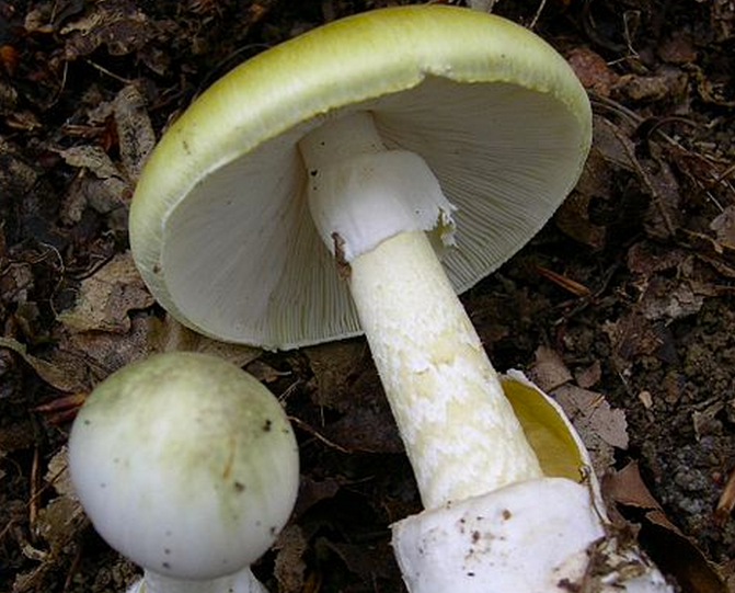 Found: Possible Antidote For Death Cap Mushroom Poisoning