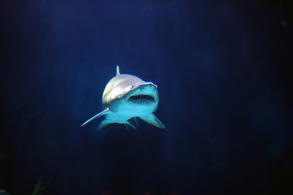 Sharks Are More Likable When They Swim To Upbeat Music