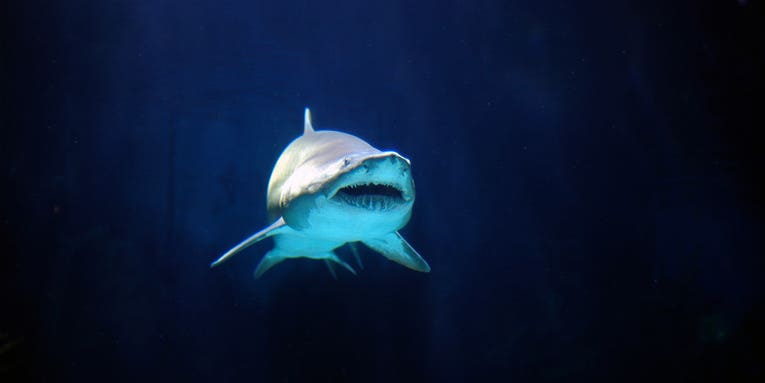 Sharks Are More Likable When They Swim To Upbeat Music
