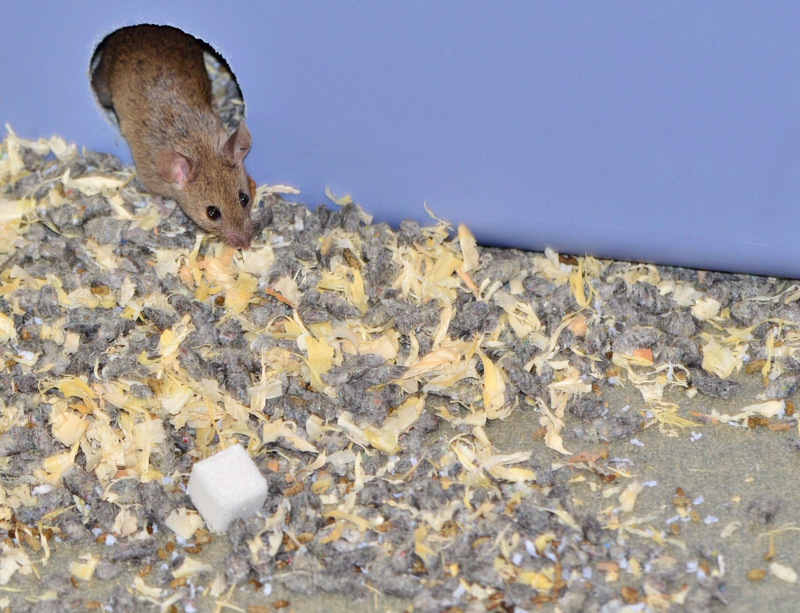 [Updated] Study: Sugar-Munching Mice Die Earlier