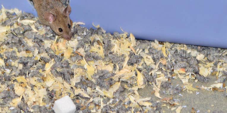 [Updated] Study: Sugar-Munching Mice Die Earlier