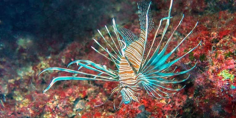 Lionfish Are Now Invading The Mediterranean
