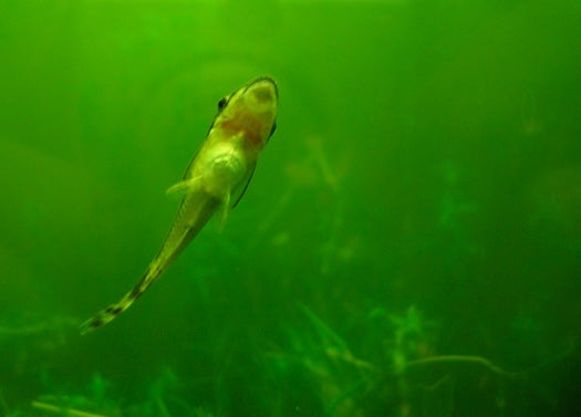 Struggles Making Algae Biofuel Lead To A Fishy Solution