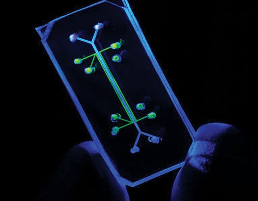 A "lung-on-a-chip" microdevice for drug and toxin testing recapitulates organ-level functions and breathing movements of the human lung. Fluorescent dyes have been perfused through linear microengineered channels that carry air to lung air sac cells, culture medium to blood capillary cells, and vacuum to drive breathing movements. This image relates to an article that appeared in the June 25, 2010, issue of Science, published by AAAS. The study, by Dr. Dan Huh of the Wyss Institute for Biologically Inspired Engineering at Harvard University in Boston, Mass., and colleagues, is titled, "Reconstituting Organ-Level Lung Functions on a Chip."