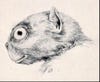 An artist's rendering of <em>Anaptomorphus homunculus</em>, an early primate.