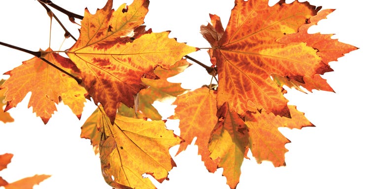 FYI: Why Do Leaves Turn Different Colors?