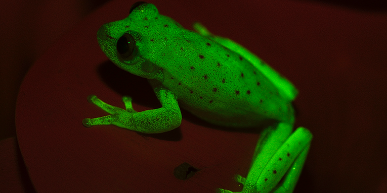 This is the first fluorescent frog ever and he’s adorable