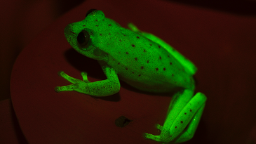 fluorescent tree frog
