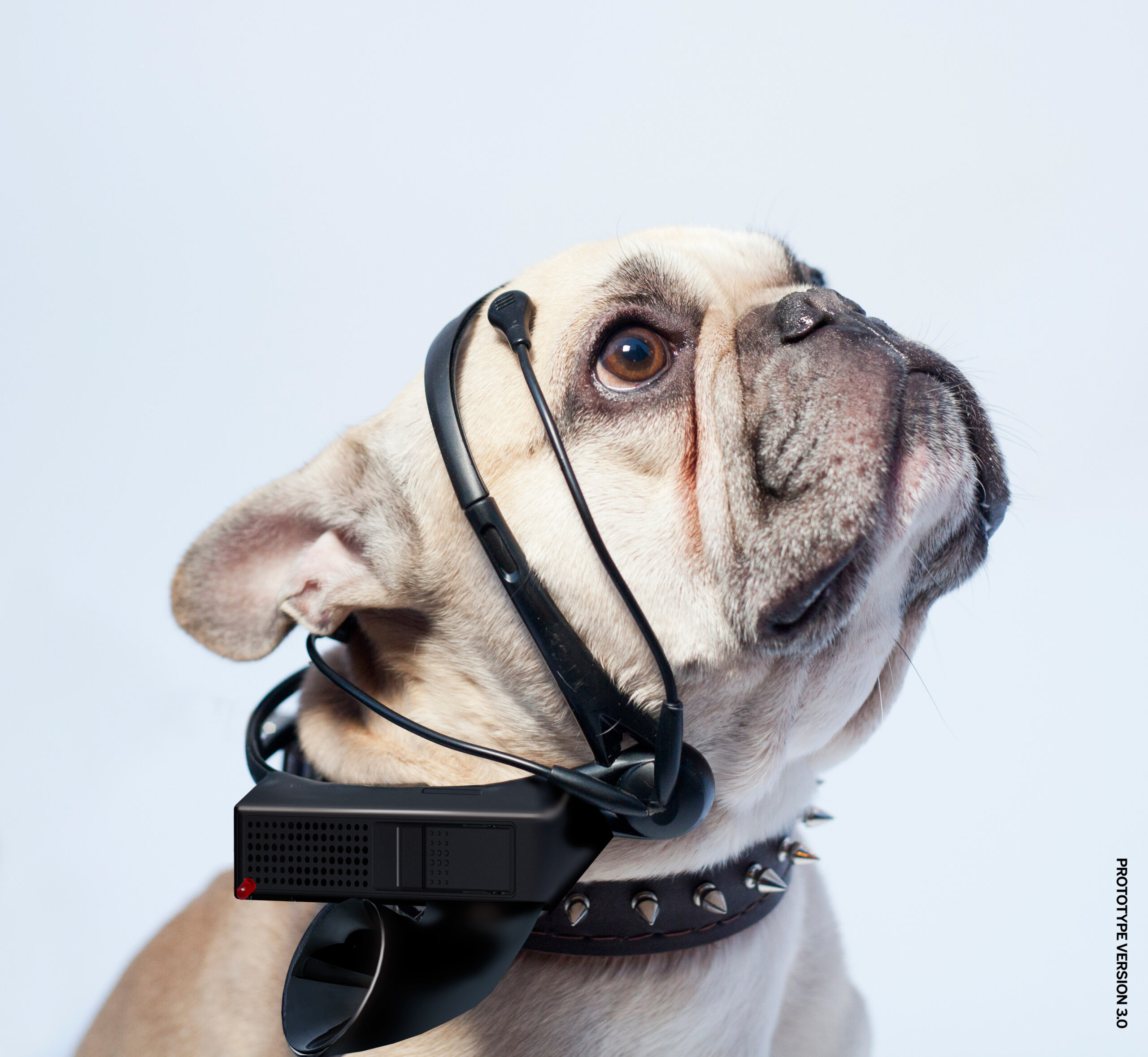 This Dog Thought-To-Speech Translator Is Bogus