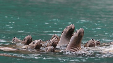 Mystery Of Alaska’s Disappearing Sea Lions Solved
