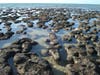 Coastal scene with stromatolites