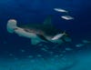 Oh, and Laura Rock also took second place in the student portion of the competition for this awesome photo of a great hammerhead in the Bahamas.