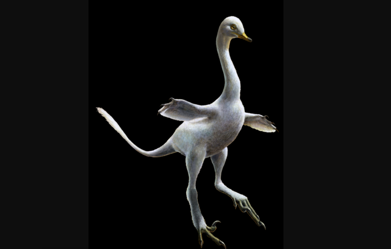 Reconstruction of the amphibious bird-like dinosaur Halszkaraptor