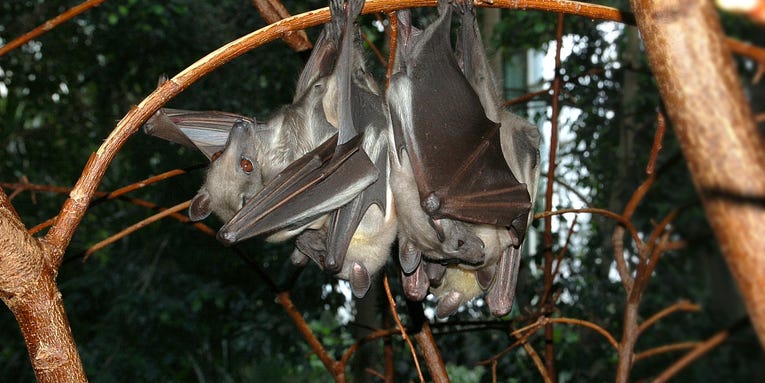 Don’t Just Blame Bats for Disease Outbreaks