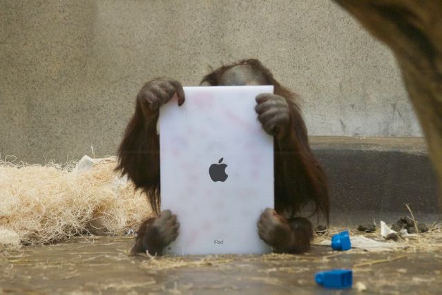 An orangutan named Mahal plays with an iPad at the Milwaukee Zoo.