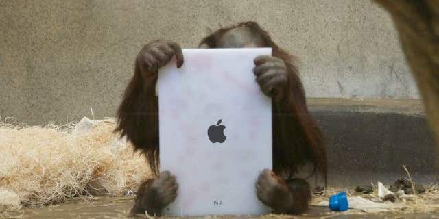 FaceTime for Apes: Orangutans Use iPads to Video Chat With Friends In Other Zoos