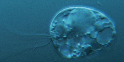 New Primordial Protozoan Species Is Not in Any Known Kingdom of Life
