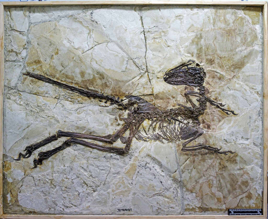 *Zhenyuanlong suni* fossil