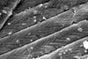 nanostructure of a wing