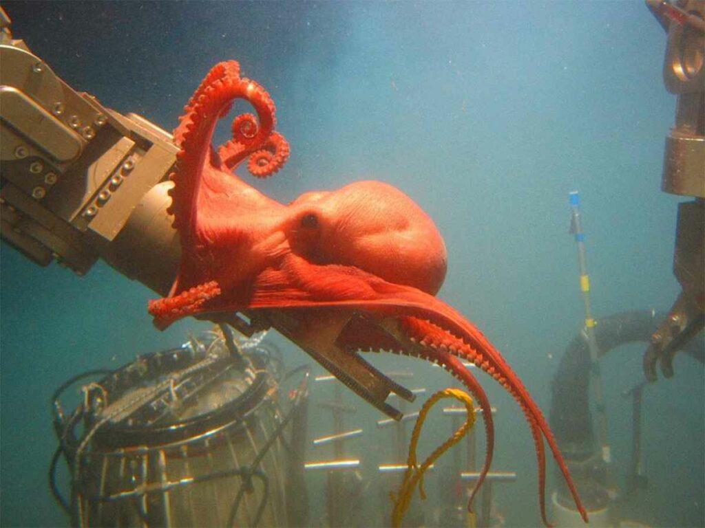 The research sub <a href="https://www.popsci.com/technology/article/2013-02/49-year-old-research-sub-alvin-gets-makeover/">Alvin</a> was met by this octopus while exploring the Gulf of Mexico. Personality litmus test: is this a friendly, "Octopus's Garden"-type octopus, or a menacing, attacking one? <em>From January 3, 2014</em>