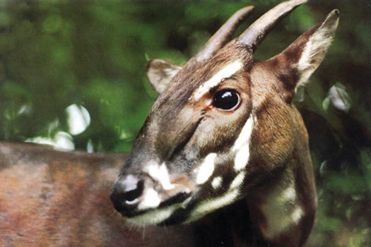 The saola, or Asian unicorn, has horns up to 20 inches long.