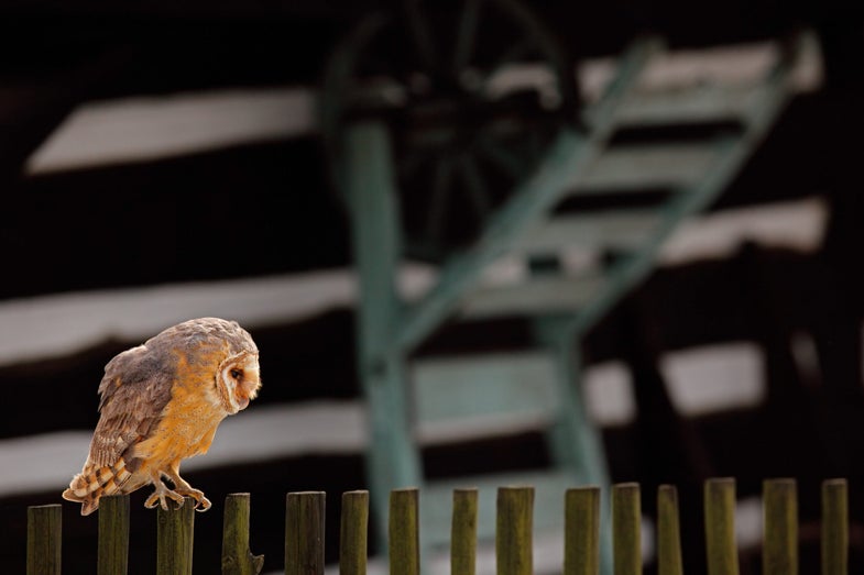 Barn owl sitting on wooden fence before country cottage, bird in urban habitat, wheel barrow on the wall, Slovakia