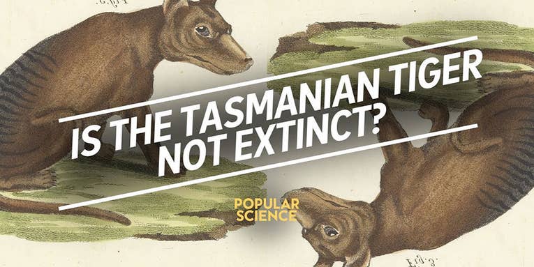The search for the extinct Tasmanian tiger