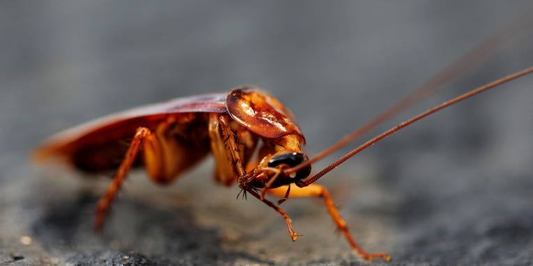 Hot, Humid Weather Makes Roaches Want To Fly